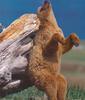 NLS-Animal Antics-bear