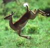 NLS-Animal Antics-deer