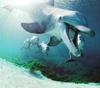 NLS-Animal Antics-Dolphins