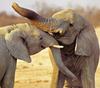 NLS-Animal Antics-Elephants