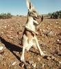 NLS-Animal Antics-Kangaroo