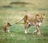 NLS-Animal Antics-lions