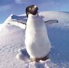 NLS-Animal Antics-Penguin