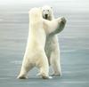 NLS-Animal Antics-Polar Bears