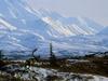 Daily Photos - Caribou Bull, Denali National Park, Alaska