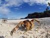 Daily Photos - Coconut Crabs, Christmas Island