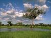 Daily Photos - Comb Ducks on Lake Savute Chobe National Park, Botswana