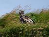 Daily Photos - Juvenile Bald Eagle, McNeil River, Alaska