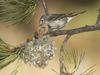 Daily Photos - Plumbeous Vireo Mother With Hungry Chicks, White Mountains, Arizona, USA