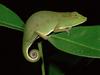 Daily Photos - Short-Nosed Chameleon at Night Mantadia National Park, Madagascar