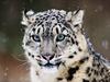 Daily Photos - Snow Leopard