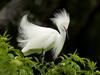 Daily Photos - Snowy Egret in Breeding Plumage, Florida, USA