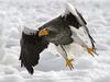 Daily Photos - Steller's Sea-Eagle