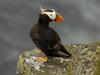 Daily Photos - Tufted Puffin, Pribilof Islands, Alaska