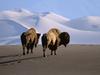 Daily Photos - Bison, Medano Zapata Ranch, The Nature Conservatory Preserve, Colorado, USA