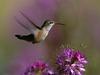 Daily Photos - Broad-Tailed Hummingbird