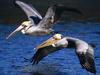 Daily Photos - Brown Pelicans in Flight