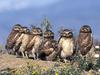 Daily Photos - Burrowing Owl Babies