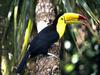 Daily Photos - Colorful Toucan