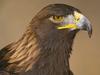 Daily Photos - Golden Eagle
