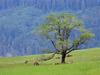 Daily Photos - Grazing Elk, Bald Hills Redwood National Park, California, USA