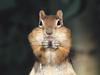 Daily Photos - Ground Squirrel