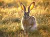 Daily Photos - Jackrabbit