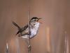 Daily Photos - Marsh Wren