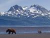 Daily Photos - Mother Bear and Cub in Front of Katmai, Alaska