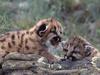 Daily Photos - Mountain Lion Cubs