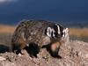Daily Photos - North American Badger