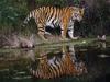 Daily Photos - Tiger Reflected