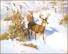[LRS Animals In Art] lrsAA003 Lougheed Robert - White Tailed deer