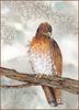 [LRS Animals In Art] lrsAA016 Cook Sandra - The Hawk