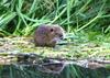 Nutria (Myocastor coypus) - Wiki