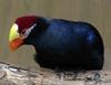 Violet Turaco (Musophaga violacea) - Wiki