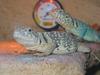 Common Collared Lizard (Crotaphytus collaris) - Wiki