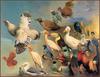 [LRS Animals In Art] lrsAA031 Harris Ching Ray - Field Guide 7