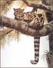 [LRS Animals In Art] lrsAA057 Coheleach Guy - Clouded Leopard