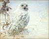 [LRS Animals In Art] lrsAA24 Bateman Robert - Snowy Owl and Milkweed
