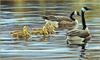 [LRS Animals In Art] lrsAA40 Bateman Robert - Canada Geese with Young