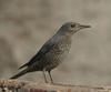 Blue Rock-Thrush (Monticola solitarius) - Wiki