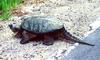 Common Snapping Turtle (Chelydra serpentina)