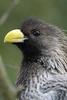 Western Grey Plantain-eater (Crinifer piscator) - Wiki