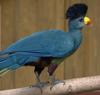 Great Blue Turaco (Corythaeola cristata) - Wiki