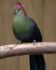 Turaco (Family Musophagidae) - Wiki