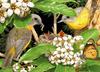 Eastern yellow robin, native daphne, lesser wanderer butterfly