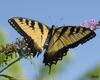 SMP SDC 0168 Butterfly - Yellow Swallowtail