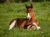 American Paint Foal Iowa