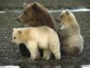 Bears in Katmai National Park Alaska